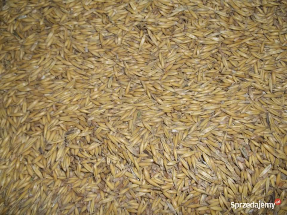 pszenica pszenżyto owies Goczałkowice-Zdrój