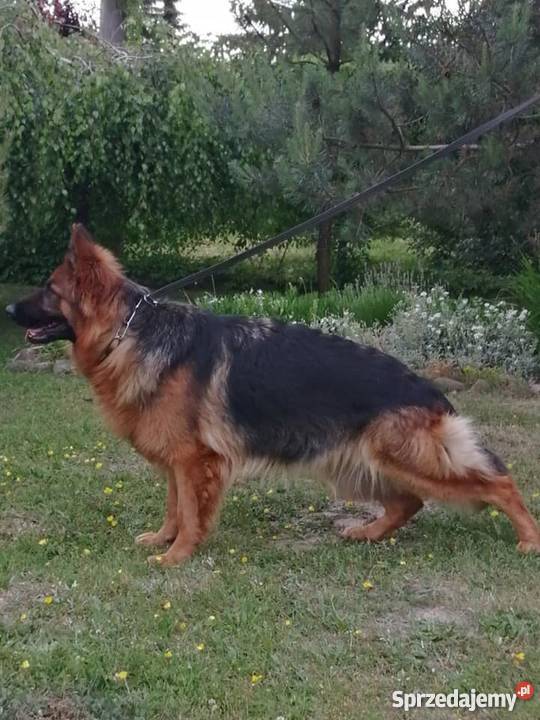 Owczarek niemiecki długowłosy szczenięta rodowód Owczarek Kalisz