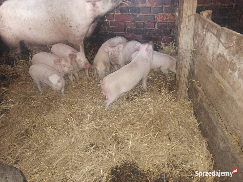 Prosięta mięsne PBZ