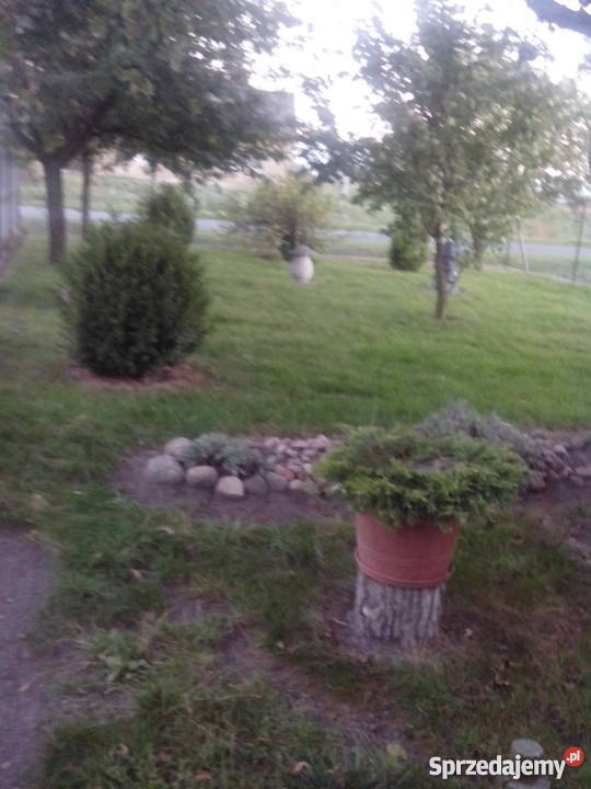 Sprzedam dom z ogrodem działką i zabudowaniami piwnica Wola Skarbkowa