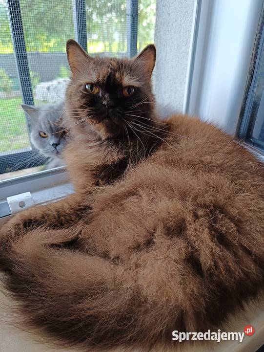 Chanel czekoladowa szylkretka Tłuszcz