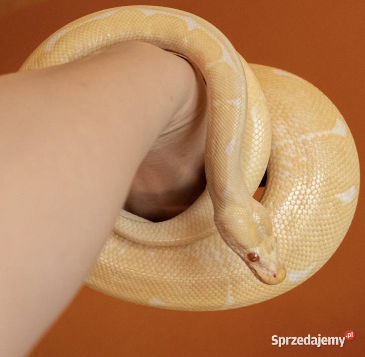 PYTON KRÓLEWSKI SAMIEC Warszawa