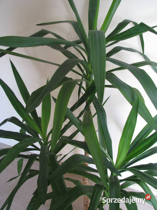 Juka piękny zdrowy duży kwiat doniczkowy 3pienny Brzegi