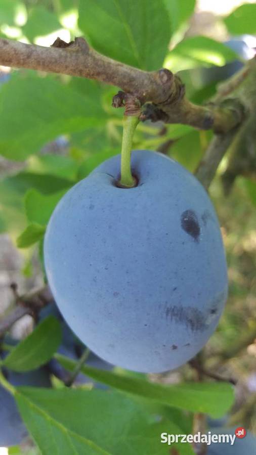 ANTONÓWKA tanio Jabłka prosto z sadu Grójec