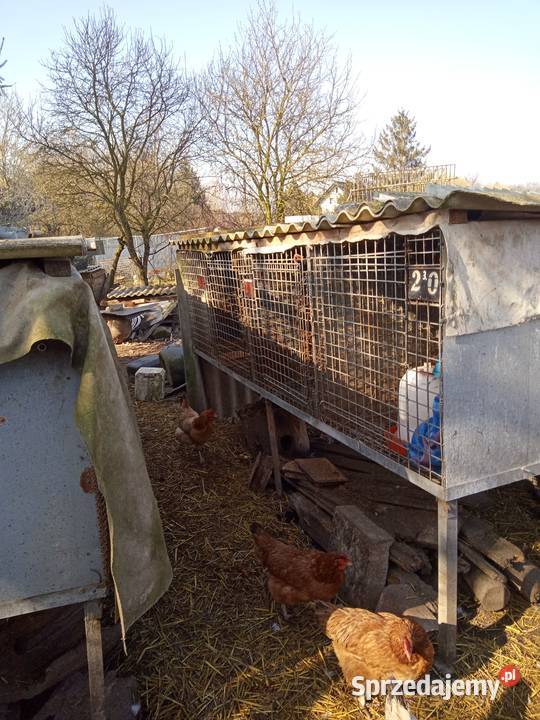 Sprzedam klatki Brennik sprzedam