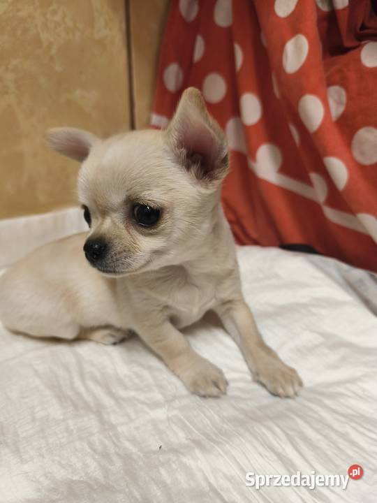 Sunia Chihuahua FCI Chihuahua Laskowice