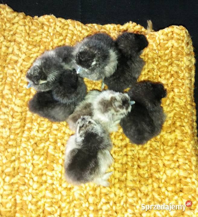 Jajka lęgowe silki Barcin