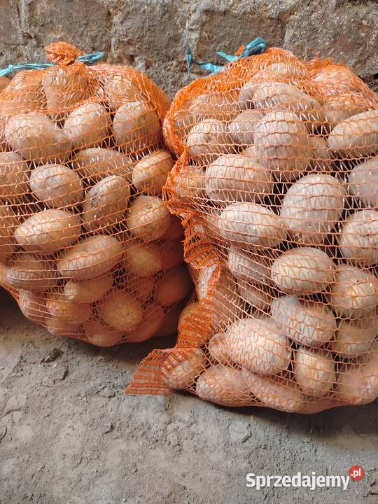Ziemniaki sadzeniaki i jadalne odmiana Wega Głubczyce