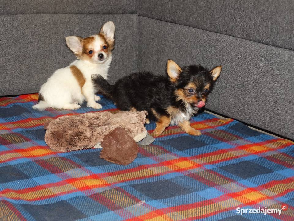 Chihuahua pieski Września sprzedam