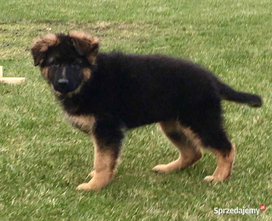 Szczeniaki owczarek niemiecki długowłosy Kiszkowo