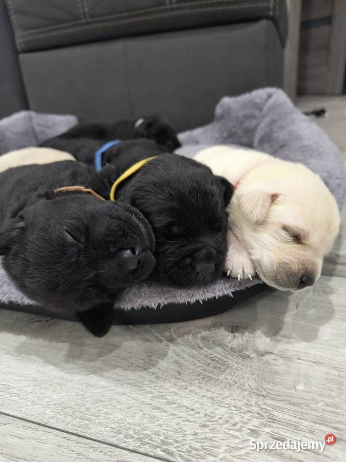 Labrador retriever Słopnice