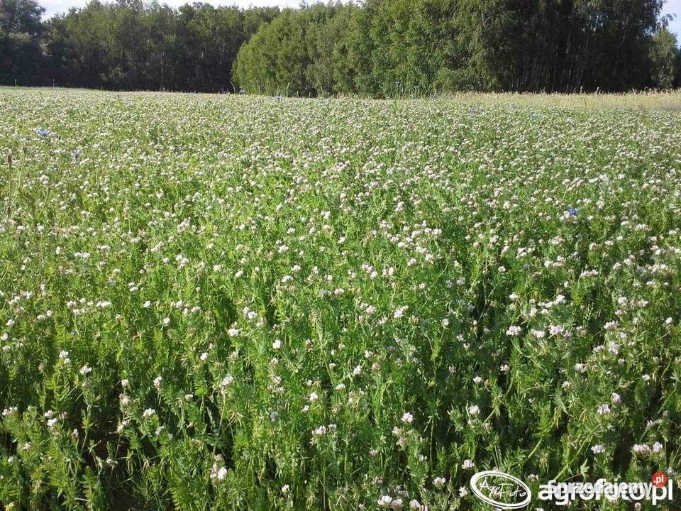 Seladera zbiór 2025 Pozostałe Przysucha