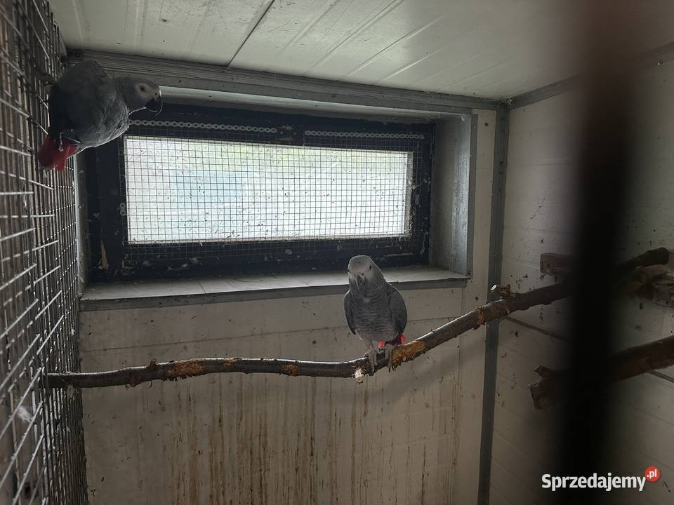 Papuga żako Krapkowice