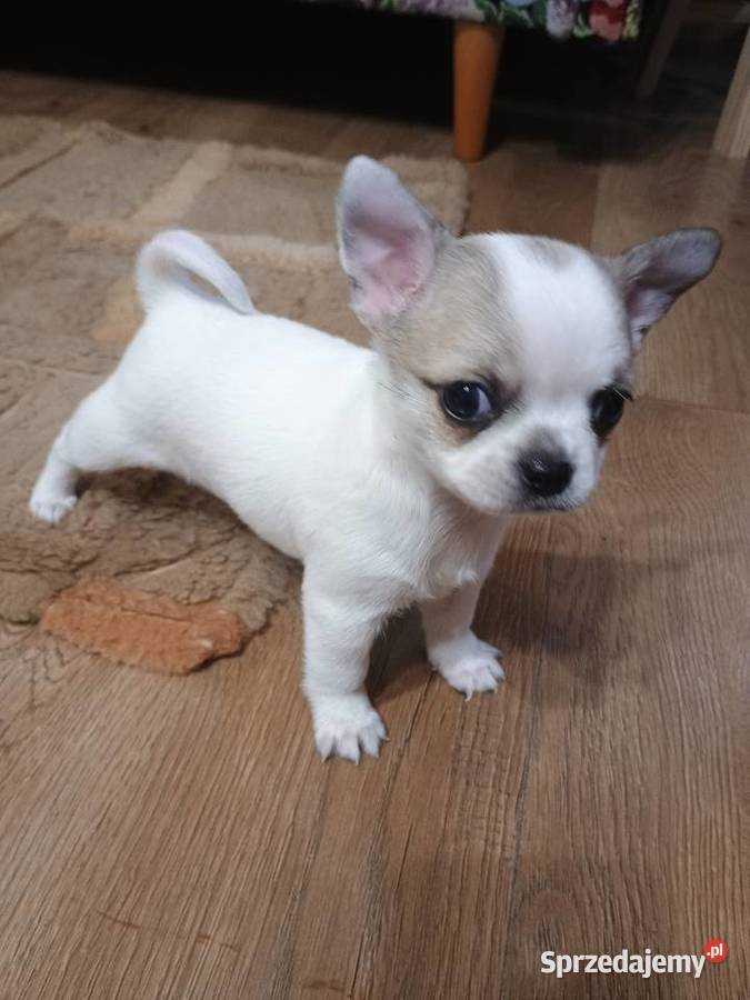Chihuahua słodki piesek Chihuahua Łękińsko