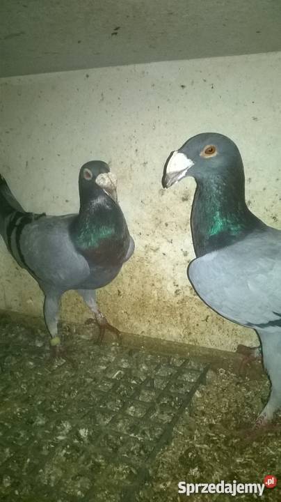 Sprzedam rzeszowskie gołębie czerwone żółte siwe Mirocin sprzedam
