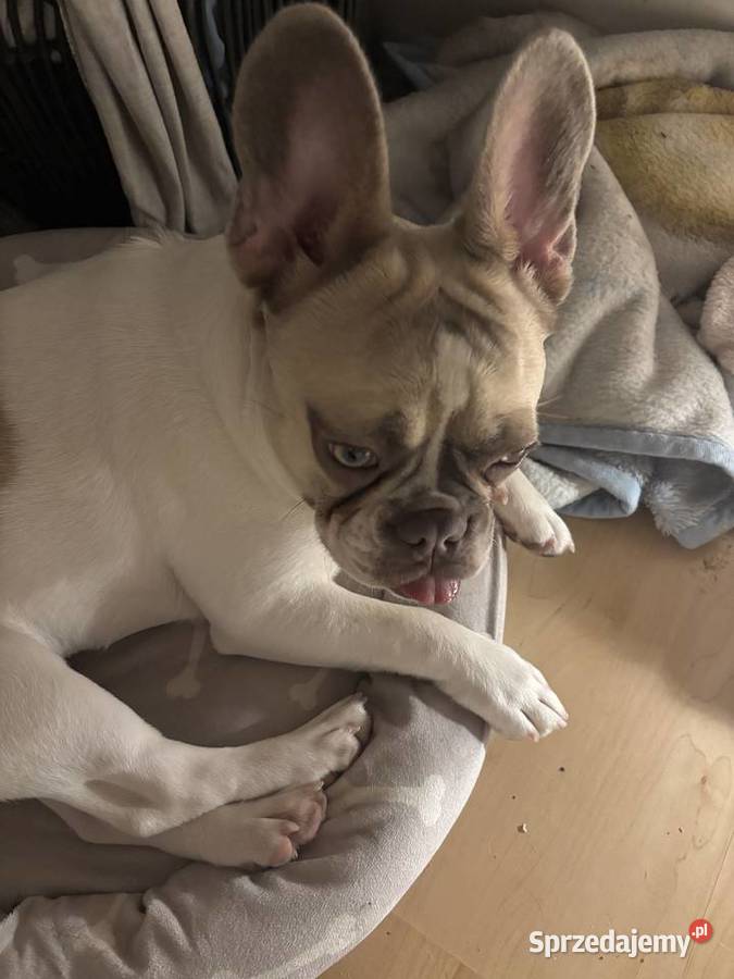 Suczka buldoga francuskiego dolnośląskie