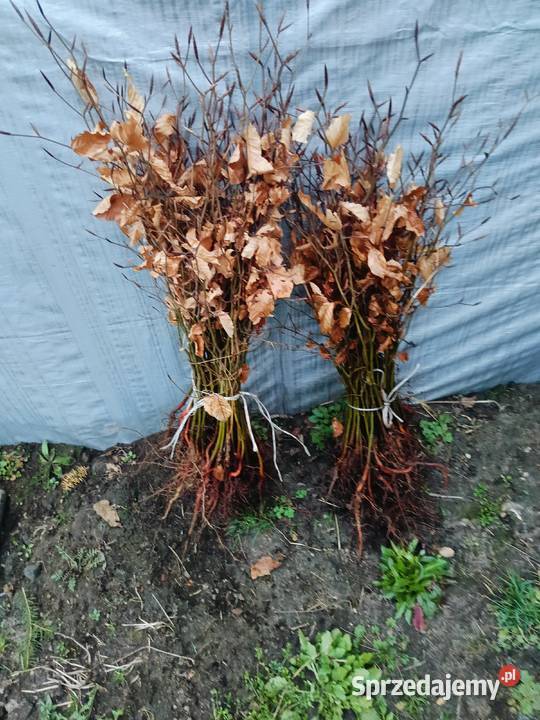 Buk pospolity zwyczajny sadzonki 5070 komplet 50 Liściaste Opoczno