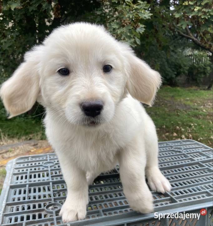 Golden Retriever świętokrzyskie Kargów