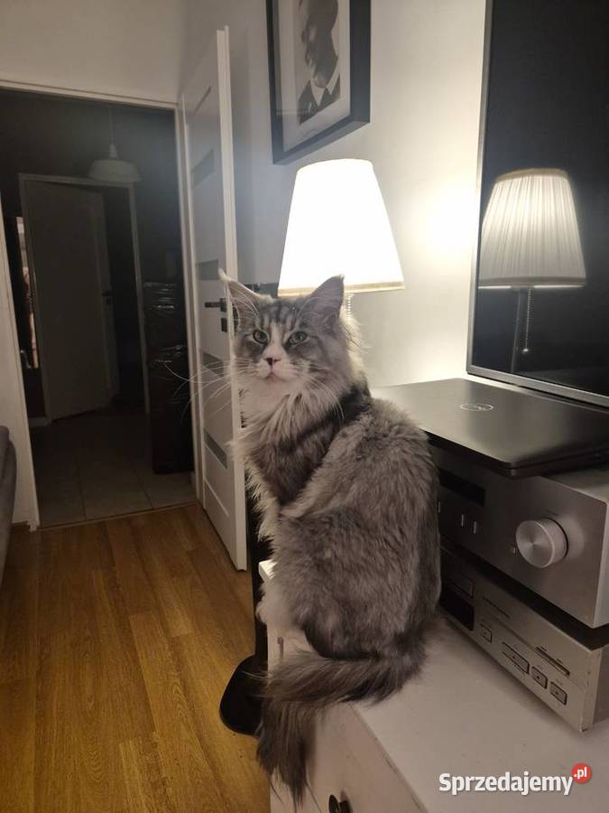 Maine coon kocurek Maine Coon Mała Nieszawka