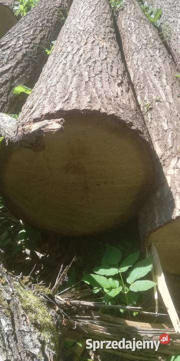 Sprzedam dab dluzyca Majewo Kościelne