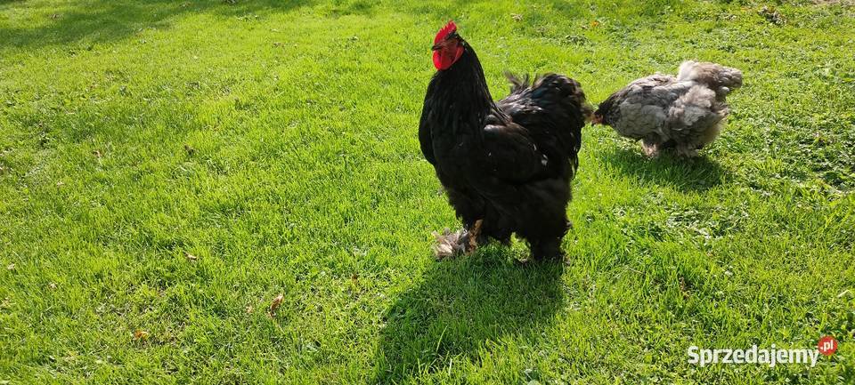 Kochin olbrzymi kogut Tokarówka sprzedam