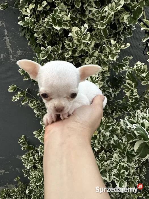 Maleńki szczeniak chihuahua Psy