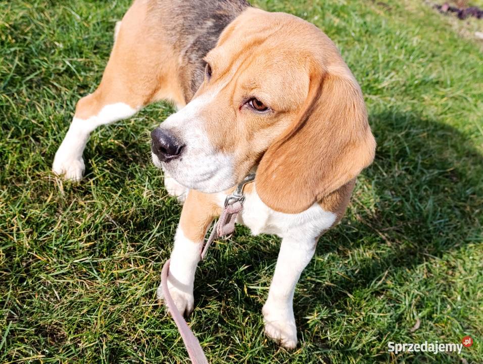 Beagle tricolor suczka mazowieckie Sokołów Podlaski