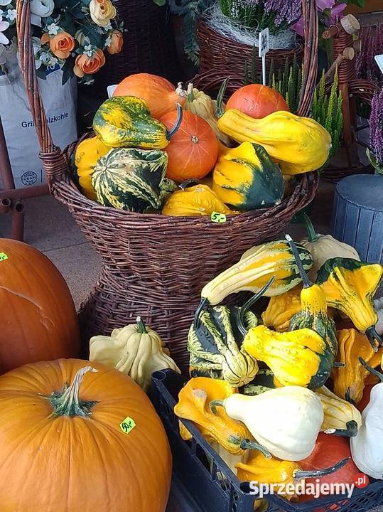Dynie jadalne ozdobne i halloween Ryczów