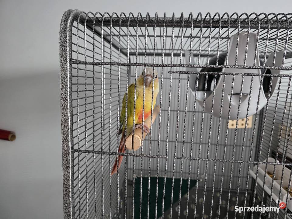 Sprzedam oswojoną rudosterkę z klatką Ptaki Tomaszów Mazowiecki