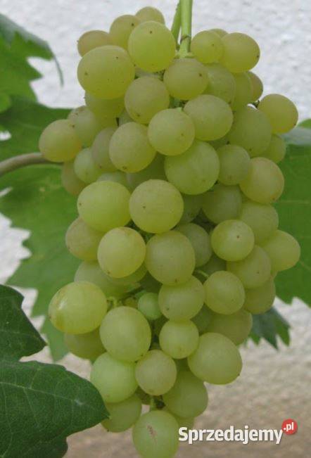 Winogron bezpestkowy Kiszmisz 342 Sadzonki małopolskie Łazy Brzyńskie