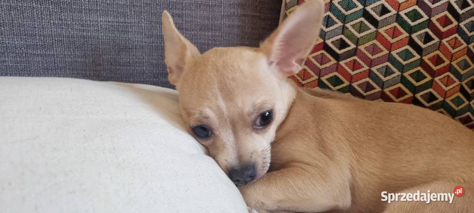 Chihuahua piękna dziewczynka Chihuahua Szczecin sprzedam
