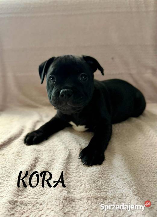 Staffordshire Bull Terrier Stafik Staffik Zabrze sprzedam