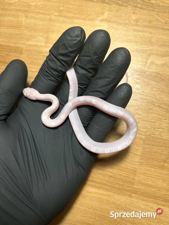 Wąż Zbożowy White sided snow Zwierzęta Jaworzno