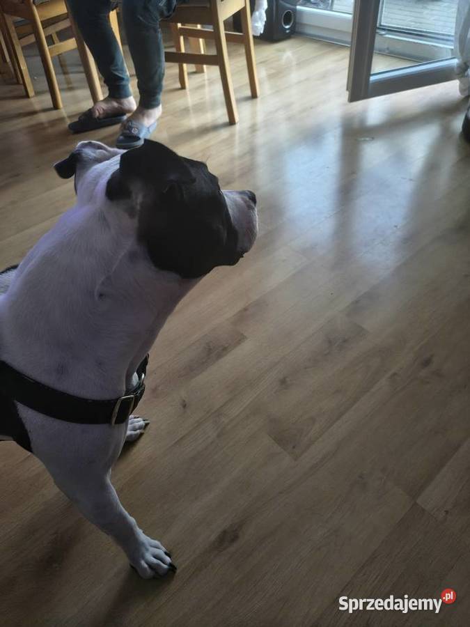 Suczka amstaff z rodowodem wielkopolskie Jarocin