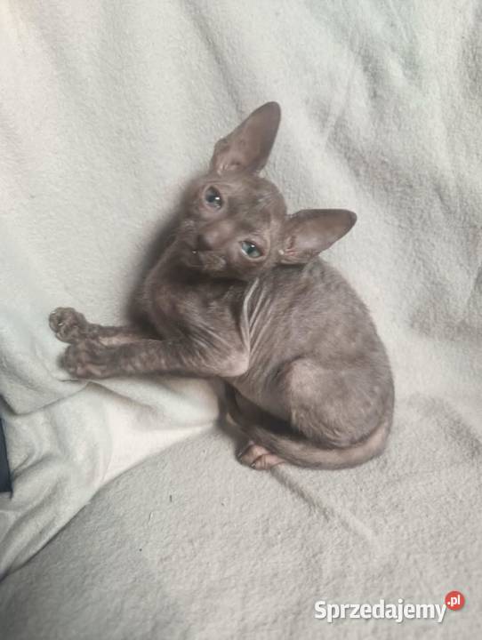 Kot kotka kociaki cornish rex devon rex HodUrok Pozostałe Warszawa