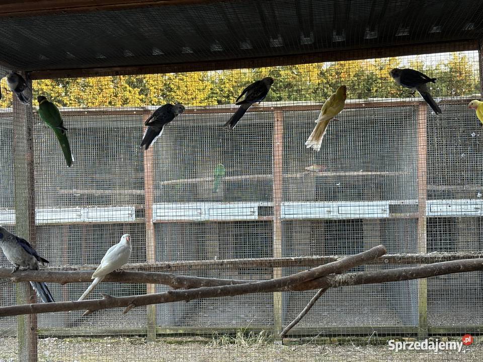 Sprzedam papugi Gorzów Wielkopolski