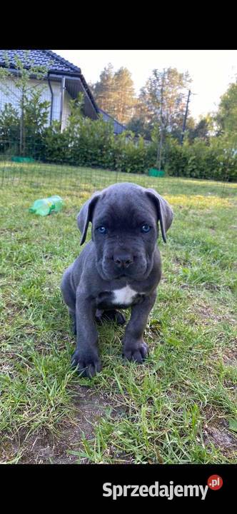Cane corso Z Czarnych Palladynów FCI Szczecin sprzedam