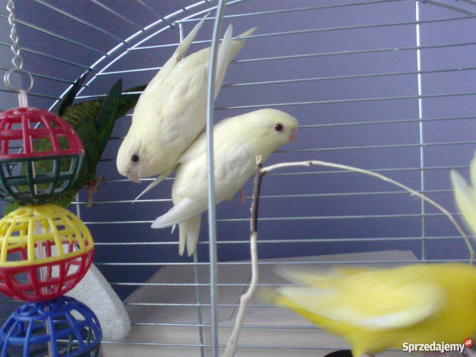 stokówka prążkowana katarzynka Pobiedziska