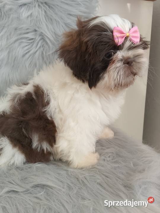Biało czekoladowa suczka rasy ShihTzu Shih Tzu Ostrzeszów