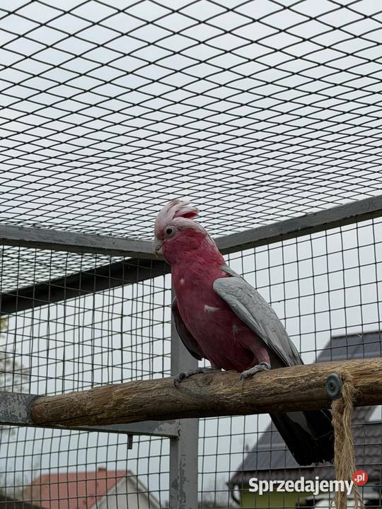 Papuga kakadu różowa Świebodzin
