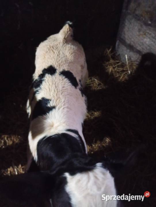 Byczek dwutygodniowy BB miesny