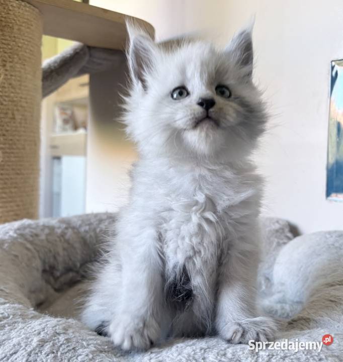 Maine Coon kocurek importach Wińsko