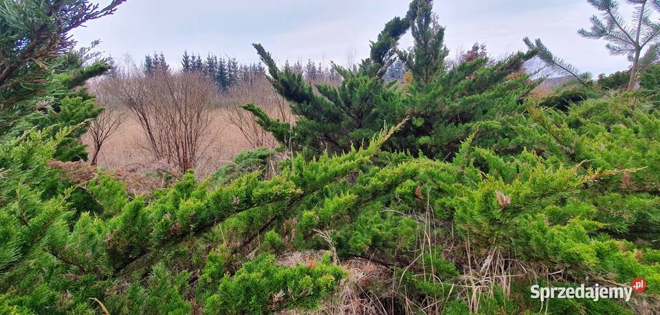 Duże jałowce Mint Julep Duży jałowiec z bryłą na Rośliny Wisznice sprzedam
