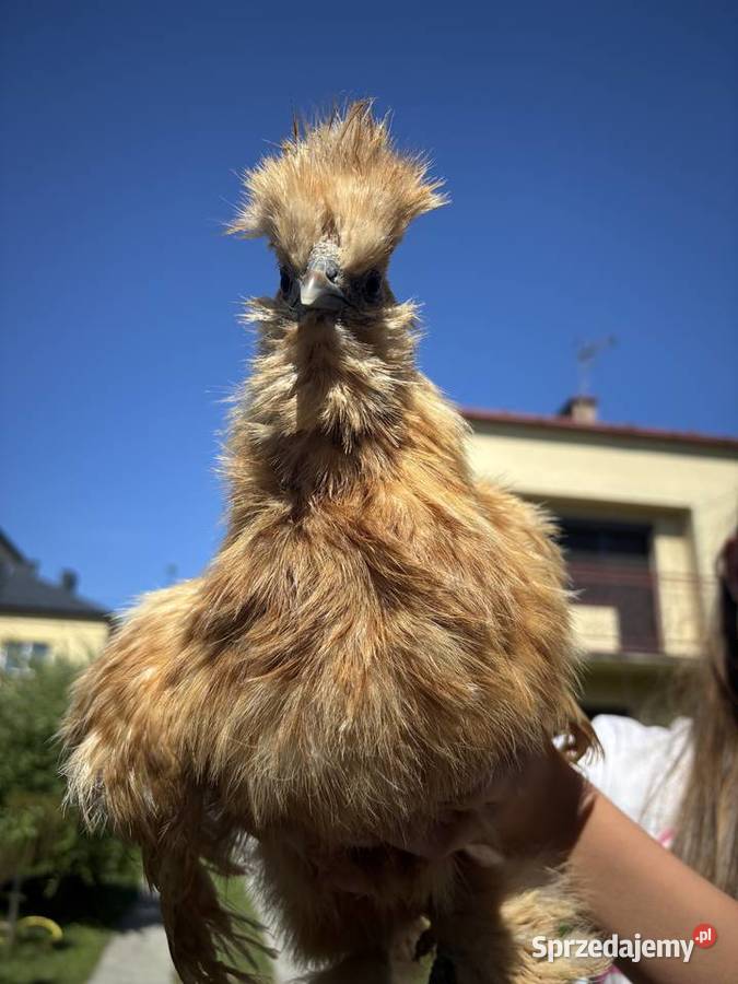 Ruda kurka silka Czermin