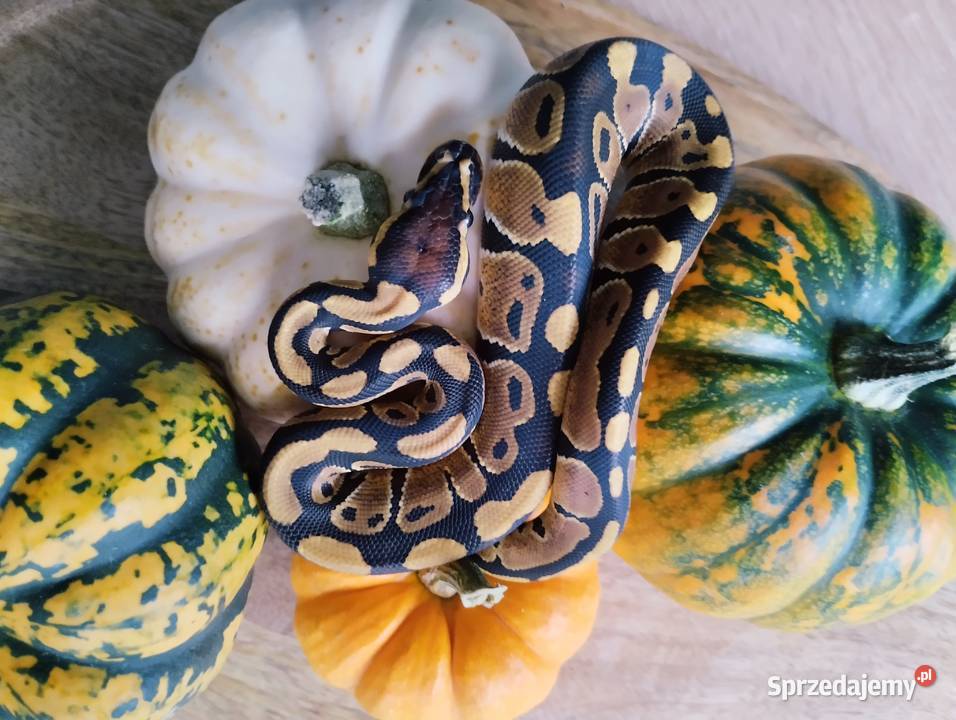 Pyton królewski węże Elbląg