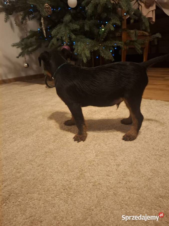 Terier Niemiecki Piesek