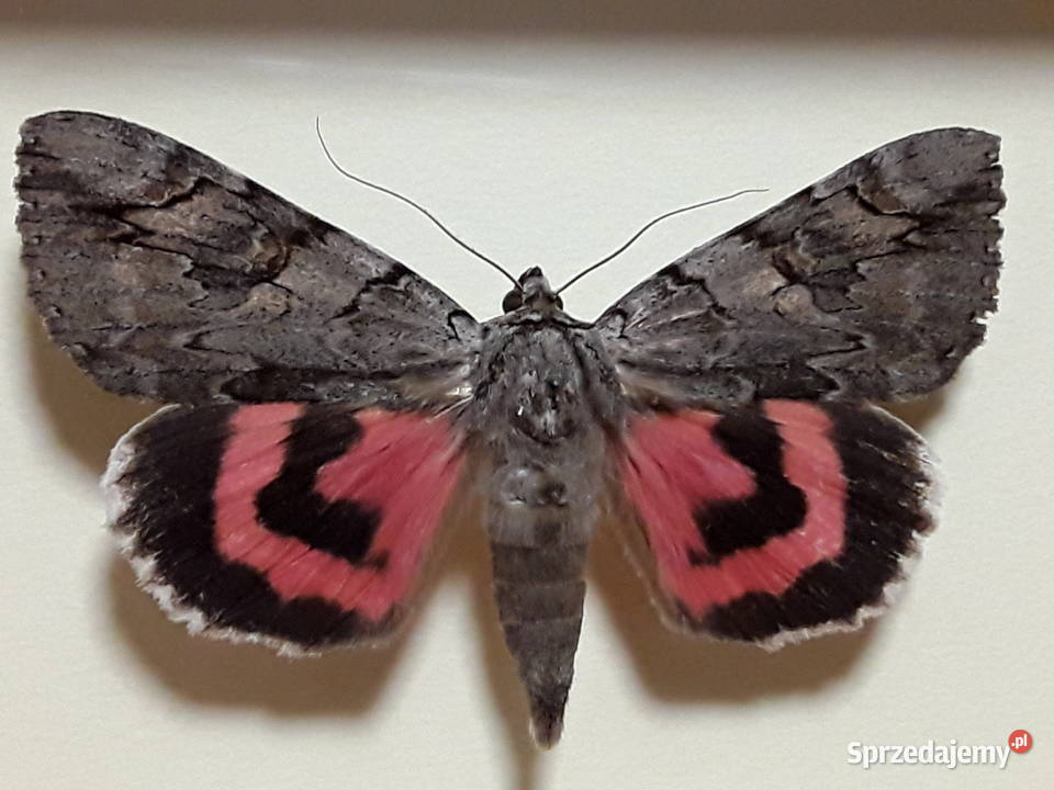 Motyl w ramce 12 x 10 Catocala electa 70 mm Szczecin