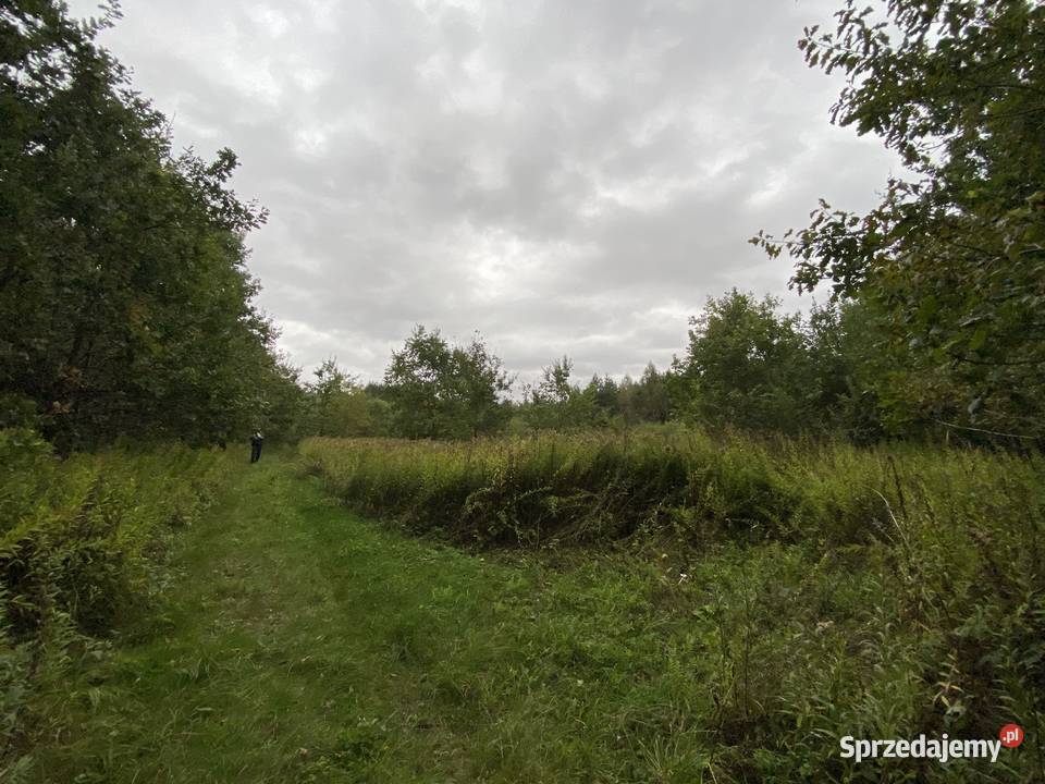 Wydzierżawię działkę rolną 37ha 37000m2 Krzczonów