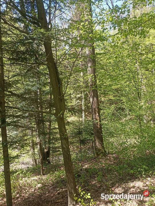 Las Karwodrza połowa sprzedam