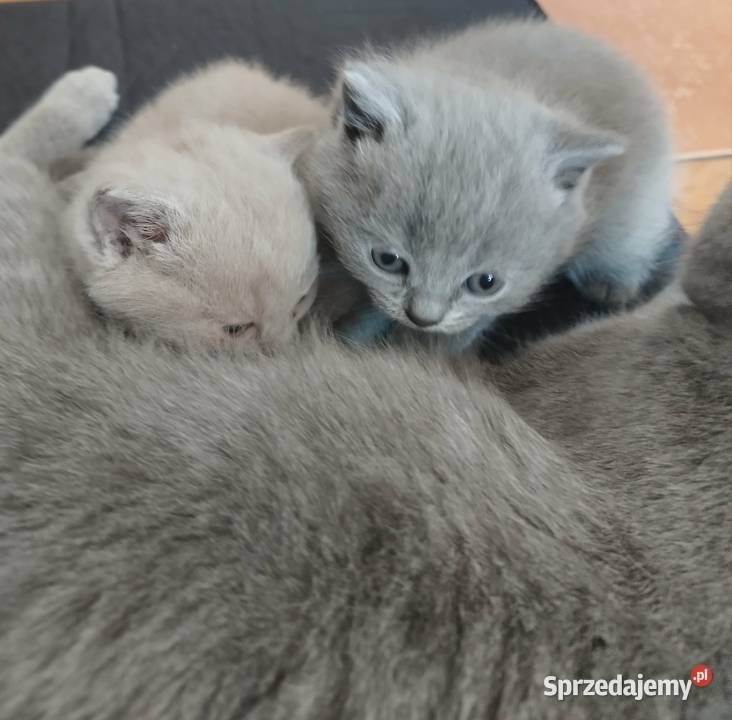 Kot kotki brytyjskie rodowód piękne okazja podkarpackie Sanok
